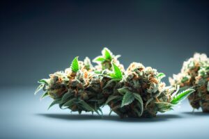 Read more about the article Welche Sorten eignen sich für Indoor?