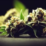 Alle Arten von Cannabis