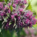 Welcher Dünger ist der Richtige?